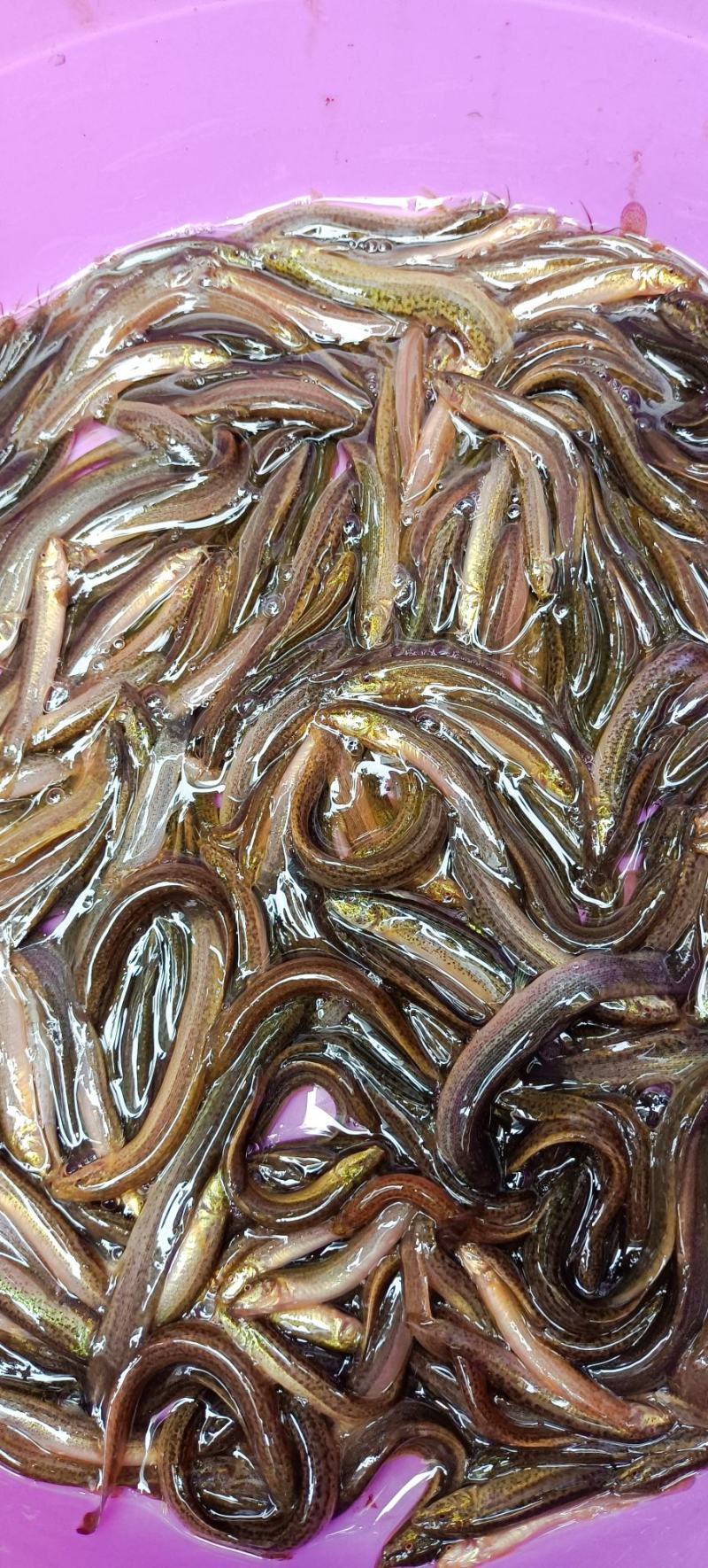 育场专业供应台湾泥鳅鱼苗，本地泥鳅鱼苗，杂交泥鳅鱼苗，