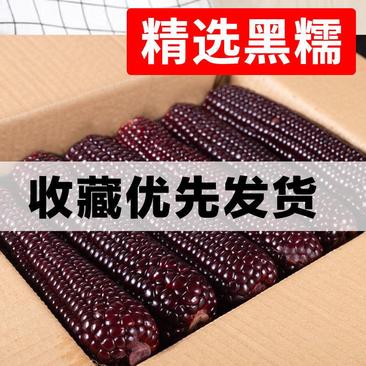 【产地】新鲜甜黑紫玉米棒真空包装粘玉米多规格超值包邮