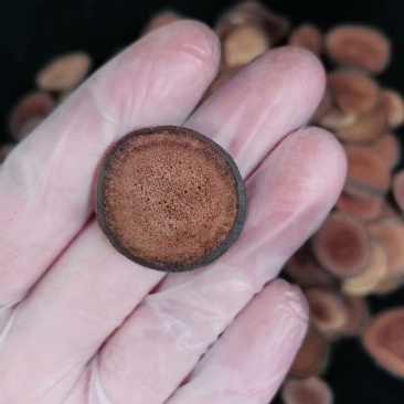 【干鹿茸片】鹿场直供梅花鹿茸片干鹿茸粉片鹿茸腊片