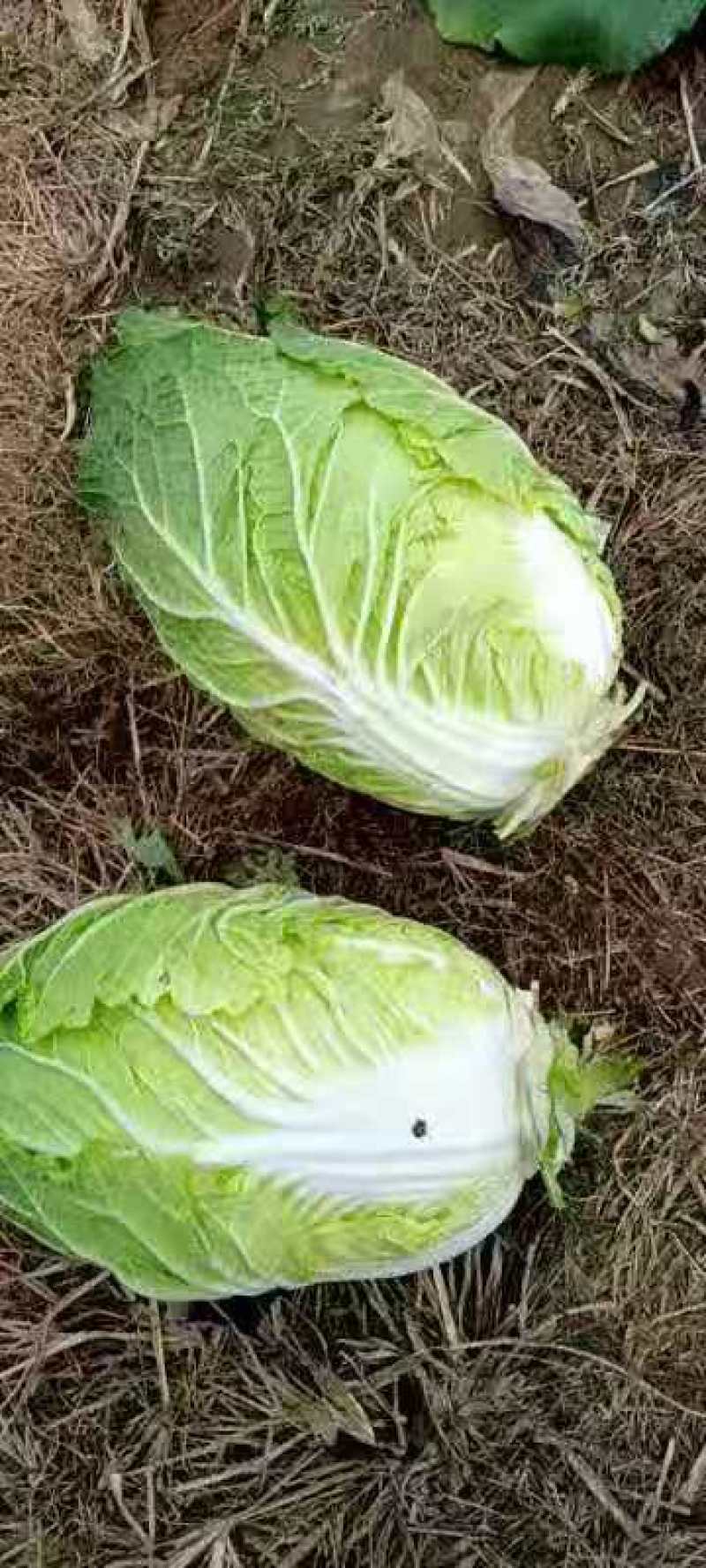 毛白菜，大量上巿了，质量好，价格低，走货快，