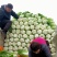 毛白菜，大量上巿了，质量好，价格低，走货快，