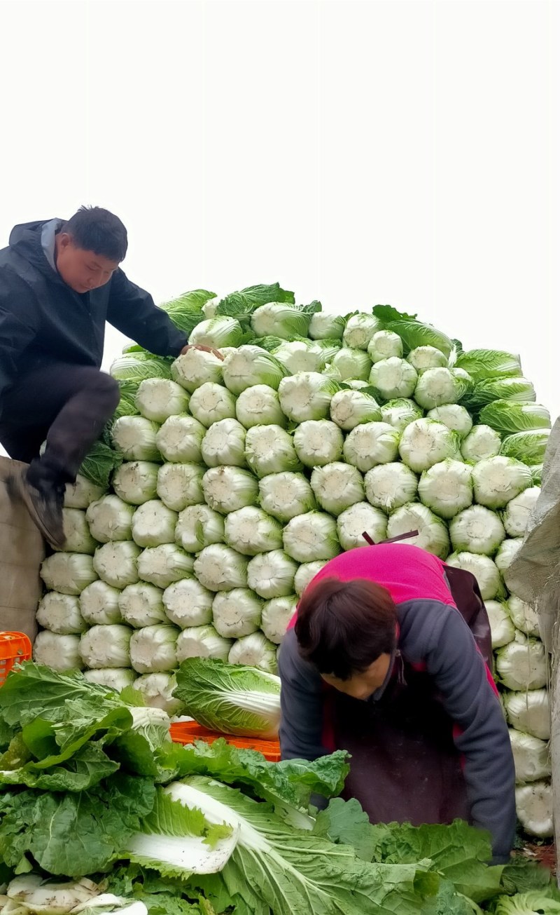 毛白菜，大量上巿了，质量好，价格低，走货快，