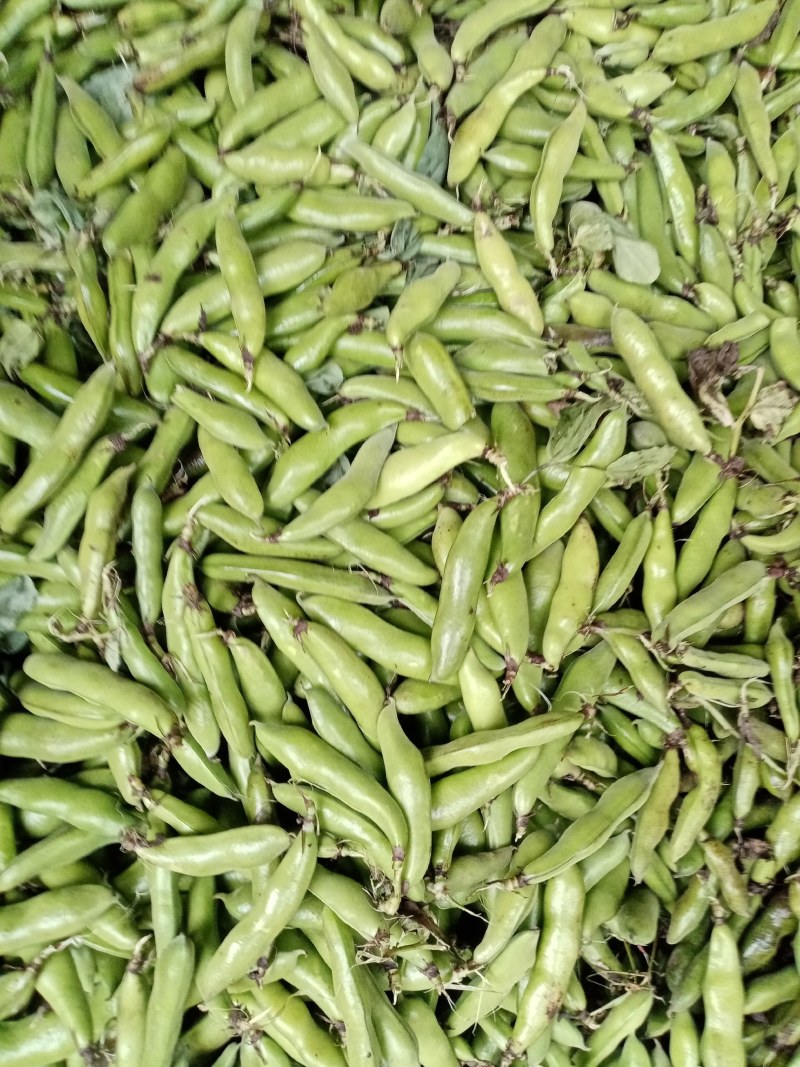 洋县蚕豆，现摘新鲜带壳蚕豆，质量好，产地直销