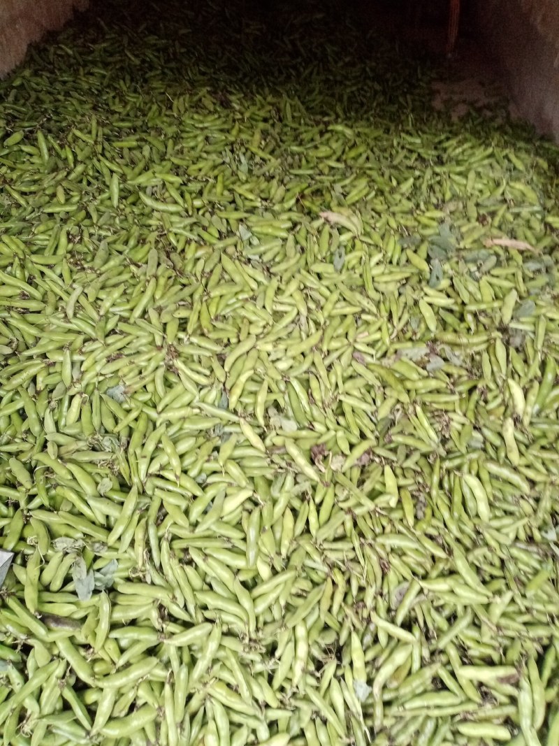 洋县蚕豆，现摘新鲜带壳蚕豆，质量好，产地直销
