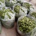 洋县蚕豆，现摘新鲜带壳蚕豆，质量好，产地直销