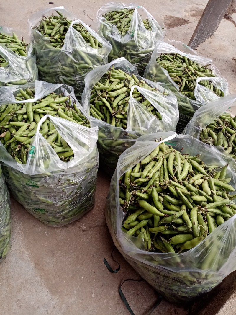 洋县蚕豆，现摘新鲜带壳蚕豆，质量好，产地直销