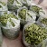 洋县蚕豆，现摘新鲜带壳蚕豆，质量好，产地直销