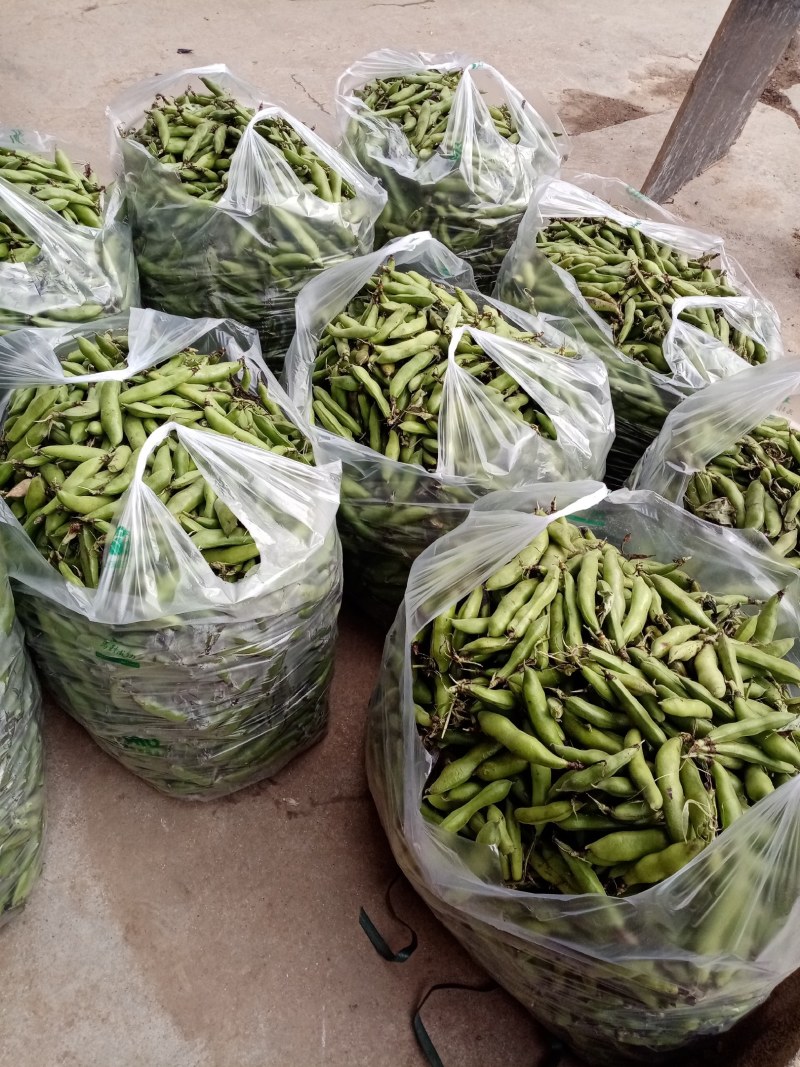 洋县蚕豆，现摘新鲜带壳蚕豆，质量好，产地直销