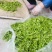 茶叶霍山黄芽低价批发