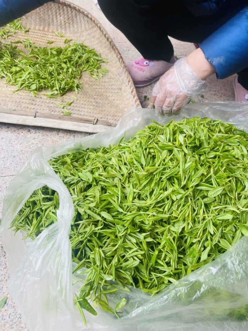 茶叶霍山黄芽低价批发
