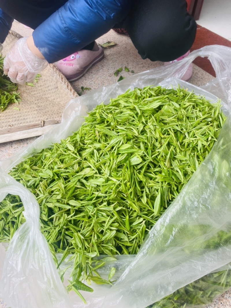 茶叶霍山黄芽低价批发