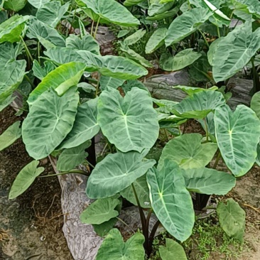 南平芋子芋头