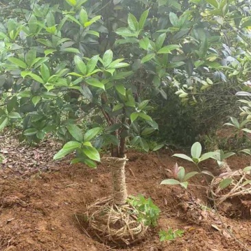 江苏桂花树价格地径8公分桂花树批发报价