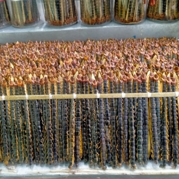 蜈蚣！蜈蚣大货批发零售一手货源！品质好价格优！