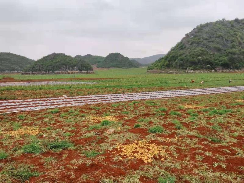 土豆基地直发整车直发整车直发整车直发整车直发整车直发整车
