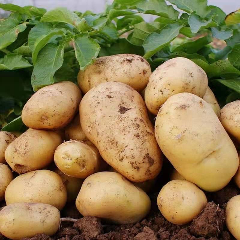土豆基地直发整车直发整车直发整车直发整车直发整车直发整车
