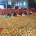 土豆基地直发整车直发整车直发整车直发整车直发整车直发整车