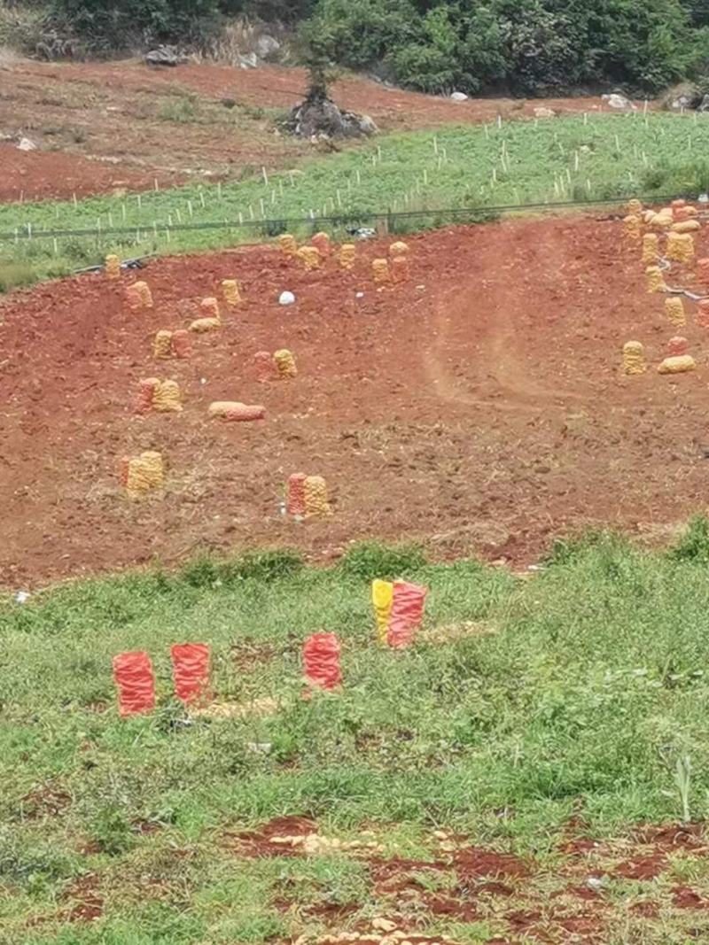 土豆基地直发整车直发整车直发整车直发整车直发整车直发整车