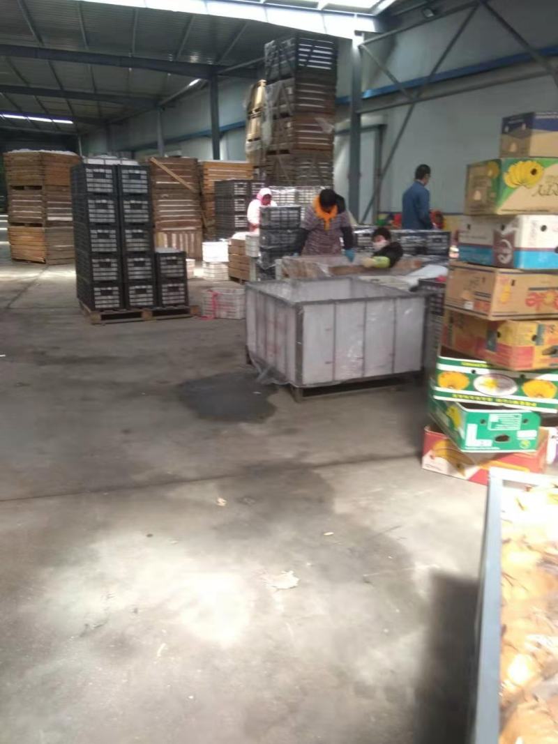 黄元帅精品货，保鲜，果把是绿的，量不多了，欲购从速。
