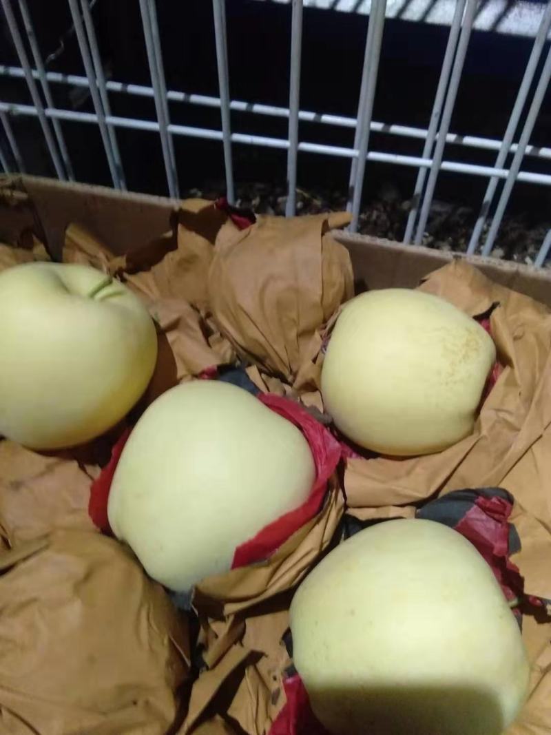 黄元帅精品货，保鲜，果把是绿的，量不多了，欲购从速。