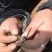 2021年新鲜冬虫夏草，四川阿坝州。
