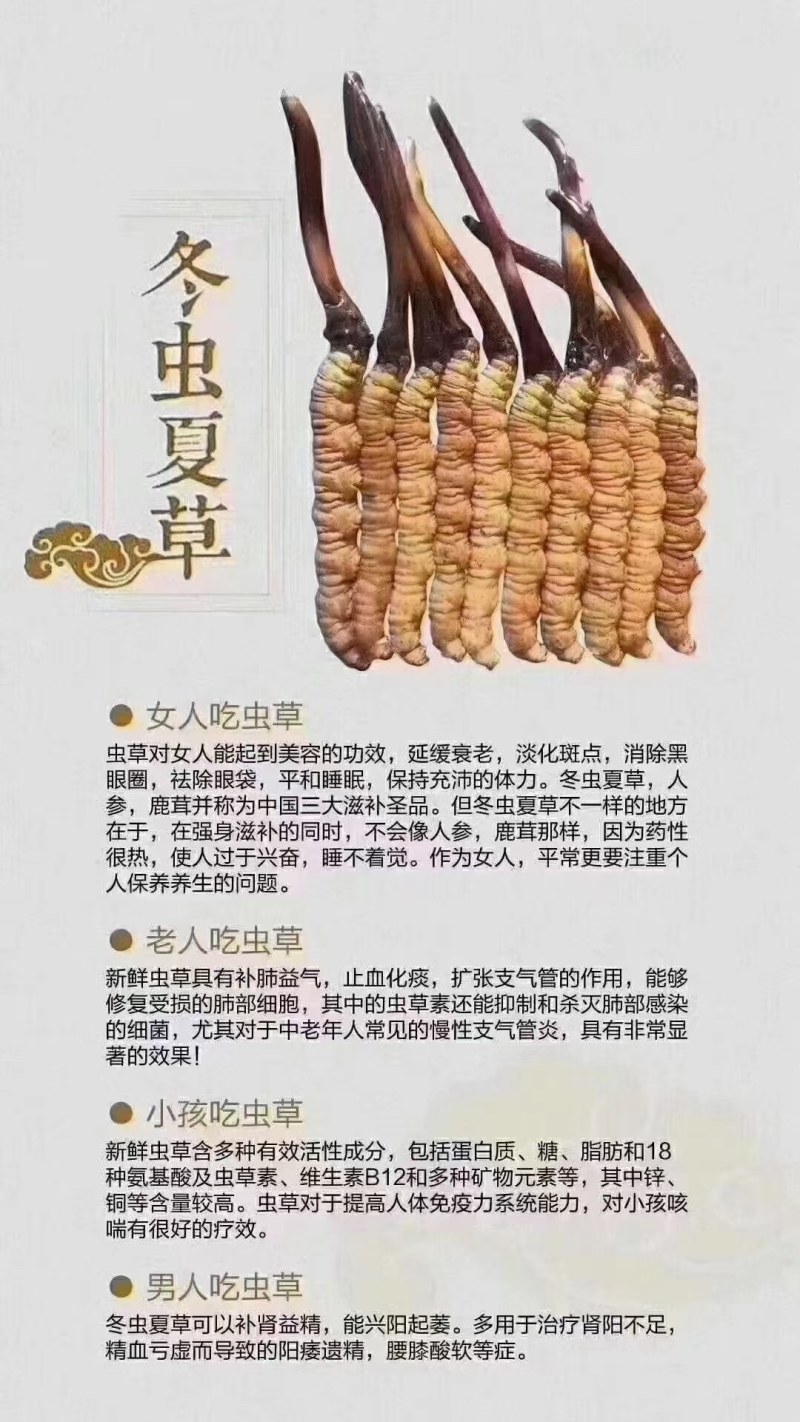 2021年新鲜冬虫夏草，四川阿坝州。