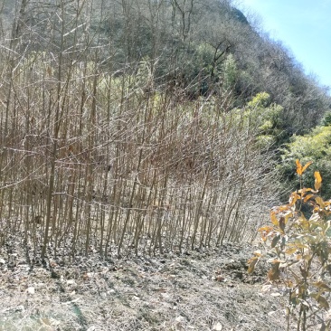 珙桐树