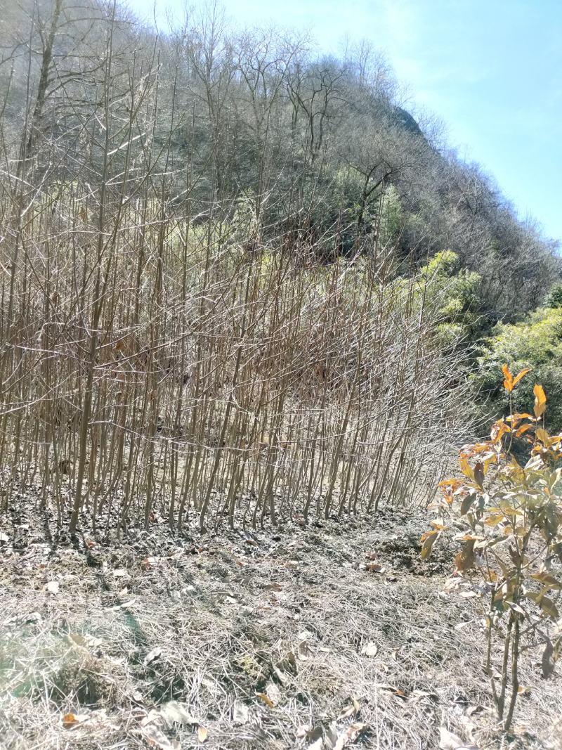 珙桐树