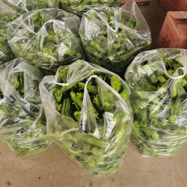 山东临沂兰陵县薄皮芜湖辣椒