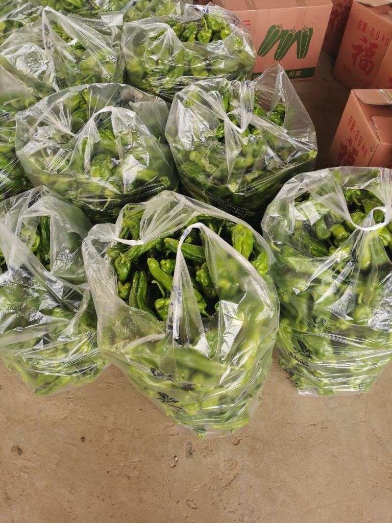 山东临沂兰陵县薄皮芜湖辣椒