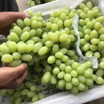 维多利亚葡萄