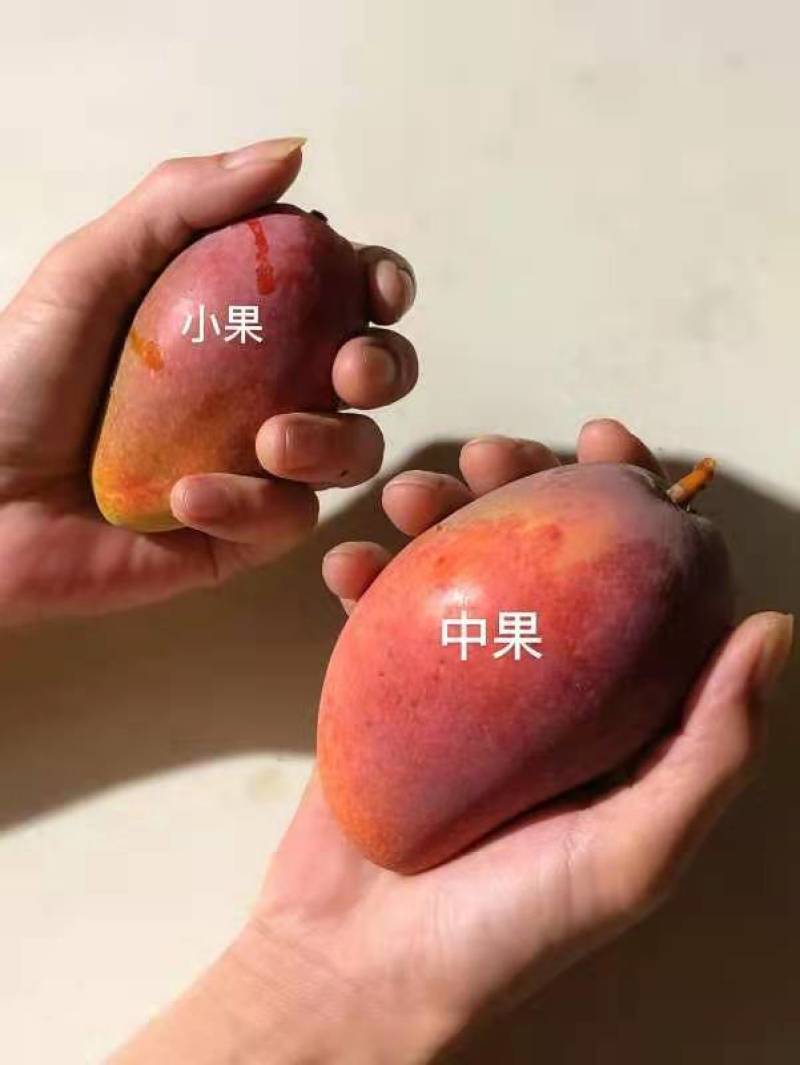 2021贵妃芒熟果～三亚