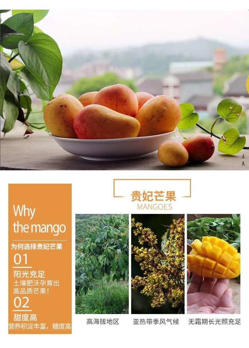 2021贵妃芒熟果～三亚