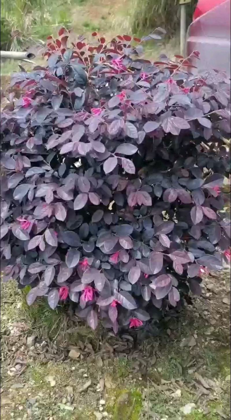 红花继木产地供应，一手货源，品质保证，价格优接单！