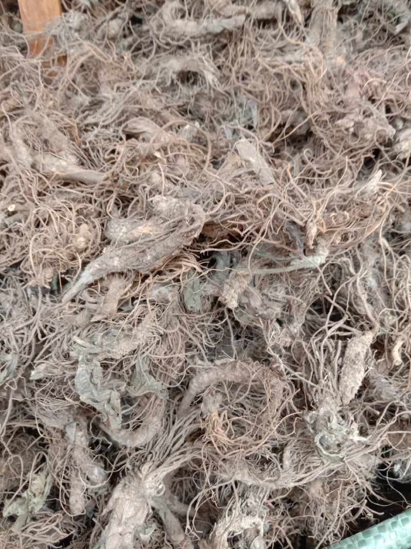 地胆头中药材地胆头