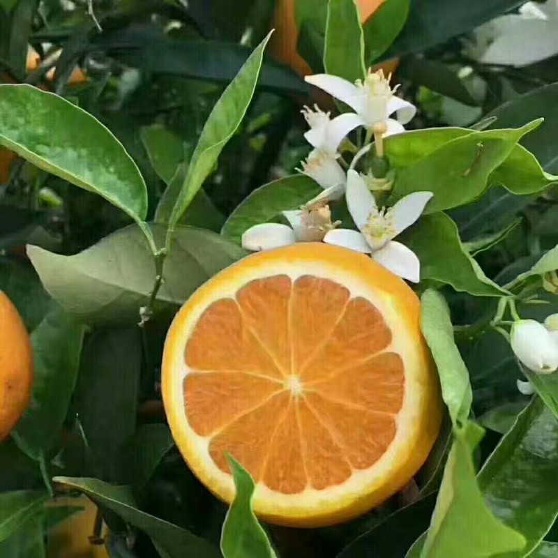 青见