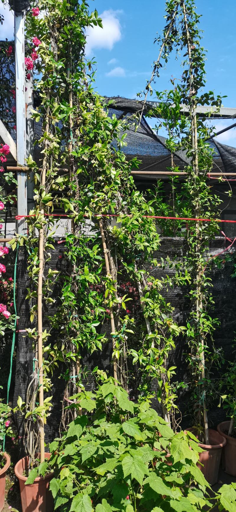 风车茉莉藤本风车茉莉花，风车茉莉基地，风车茉莉产地