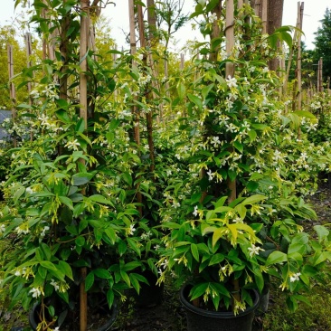 风车茉莉藤本风车茉莉花，风车茉莉基地，风车茉莉产地