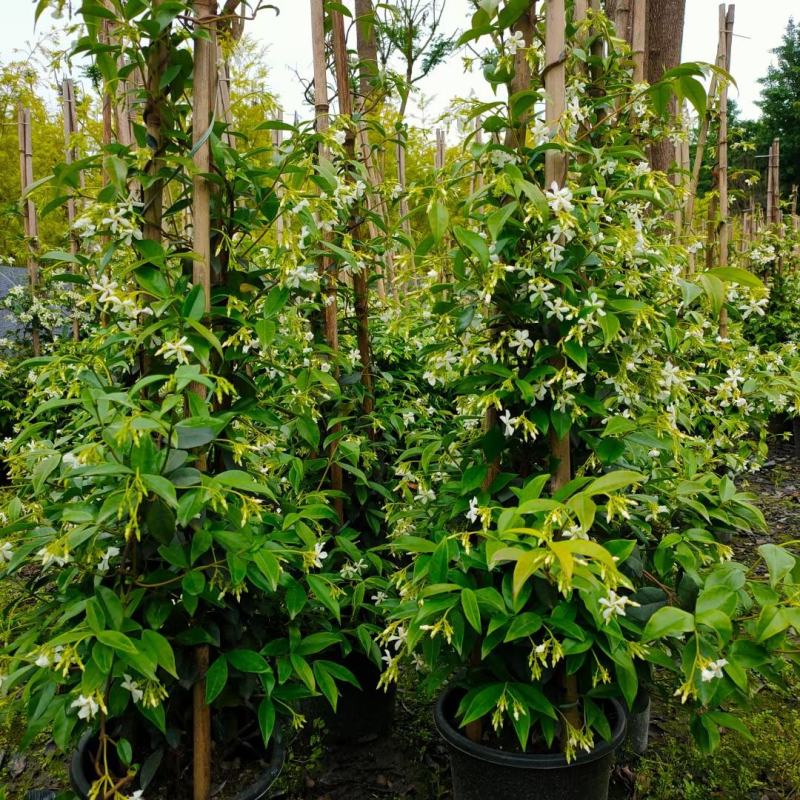 风车茉莉藤本风车茉莉花，风车茉莉基地，风车茉莉产地