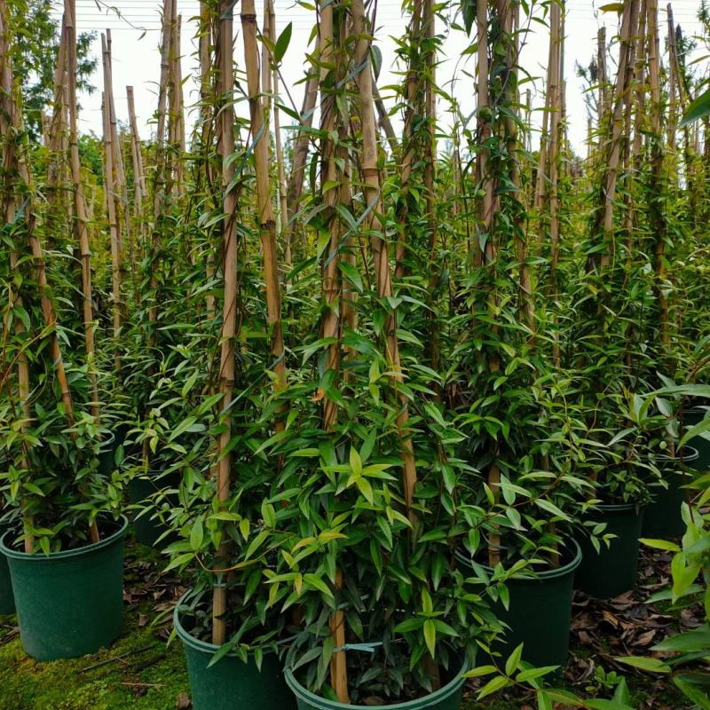 风车茉莉藤本风车茉莉花，风车茉莉基地，风车茉莉产地