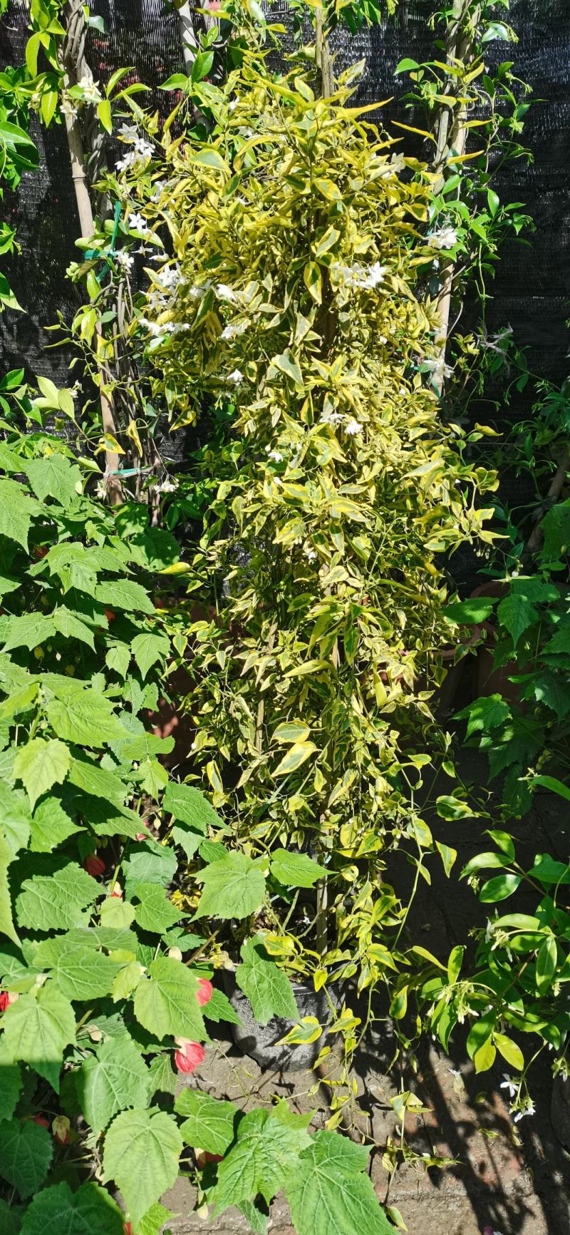 风车茉莉藤本风车茉莉花，风车茉莉基地，风车茉莉产地