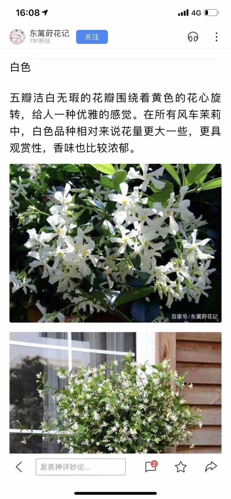 风车茉莉藤本风车茉莉花，风车茉莉基地，风车茉莉产地