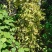 风车茉莉藤本风车茉莉花，风车茉莉基地，风车茉莉产地