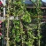 风车茉莉藤本风车茉莉花，风车茉莉基地，风车茉莉产地