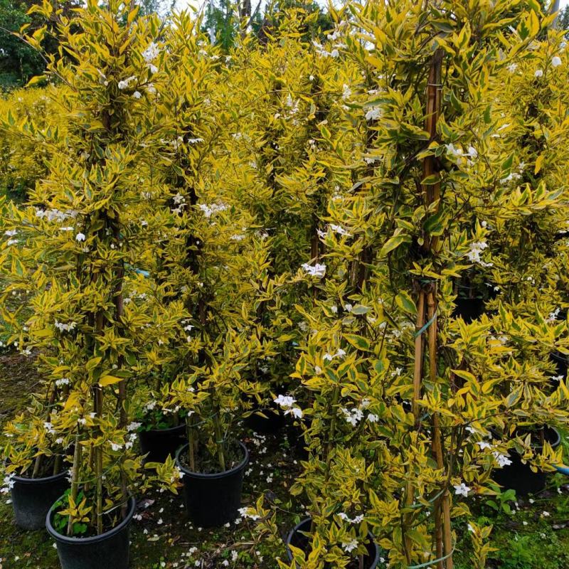 风车茉莉藤本风车茉莉花，风车茉莉基地，风车茉莉产地