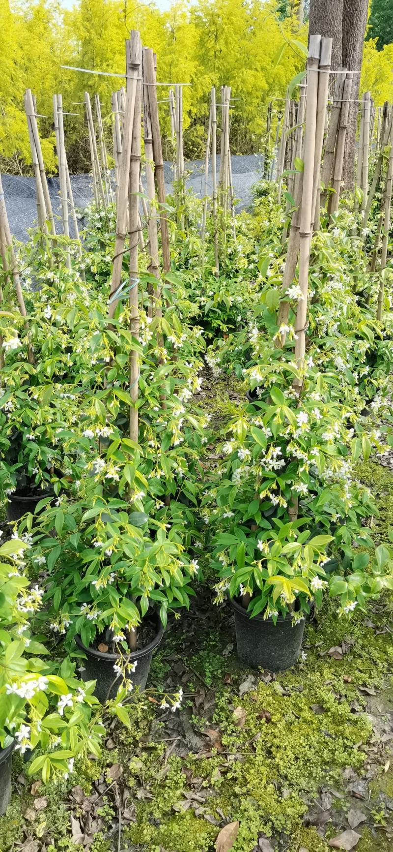 风车茉莉藤本风车茉莉藤本茉莉