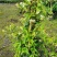 风车茉莉藤本风车茉莉藤本茉莉