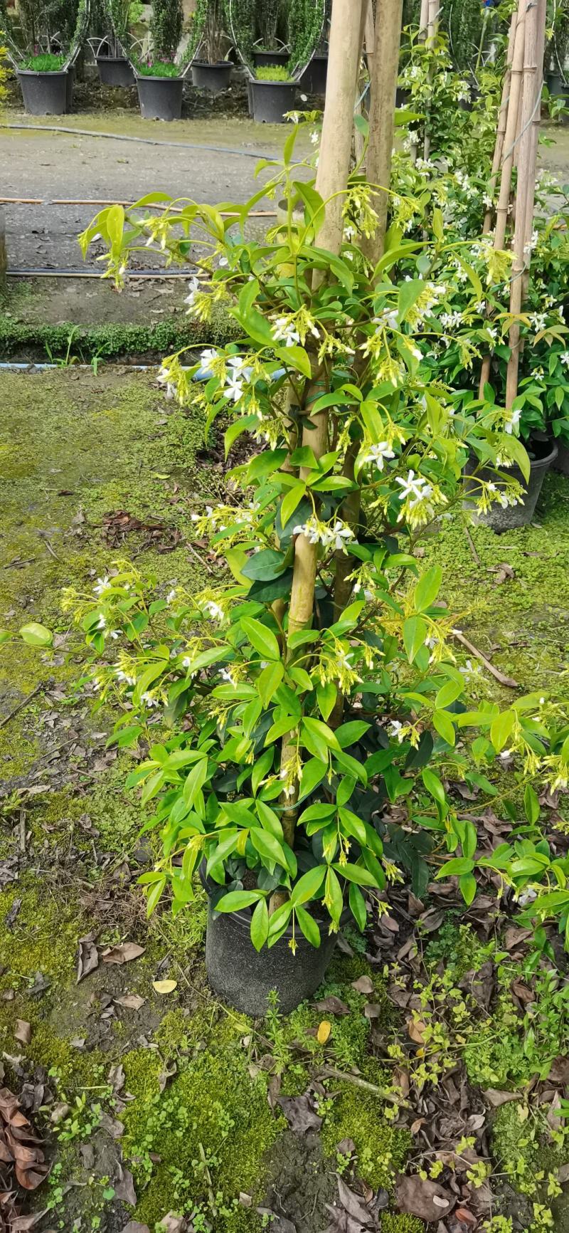 风车茉莉藤本风车茉莉藤本茉莉