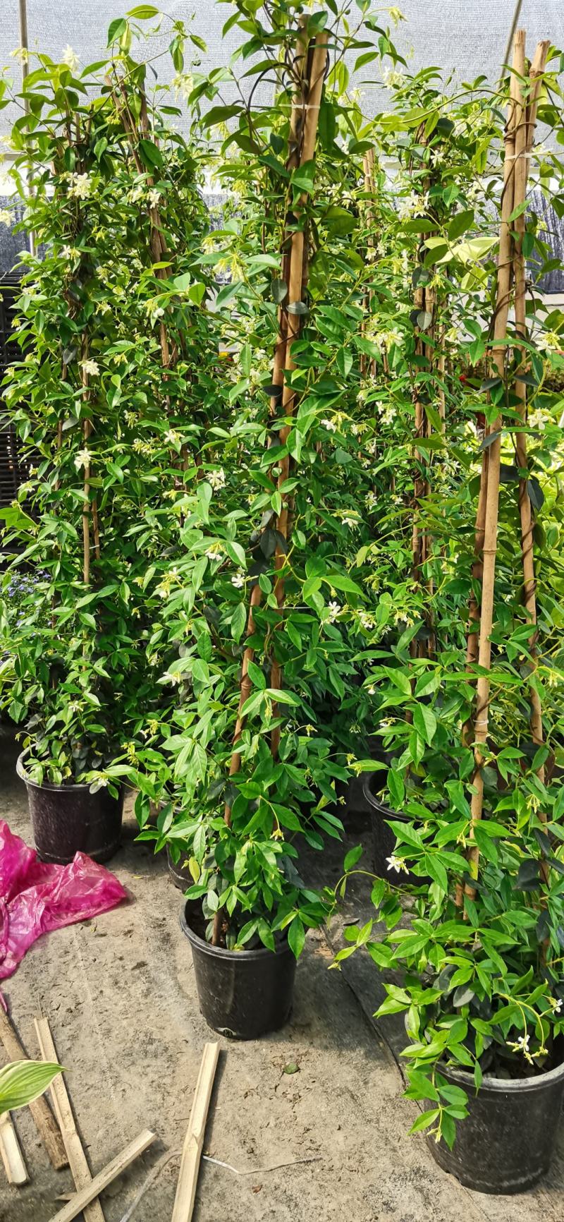 风车茉莉藤本风车茉莉藤本茉莉