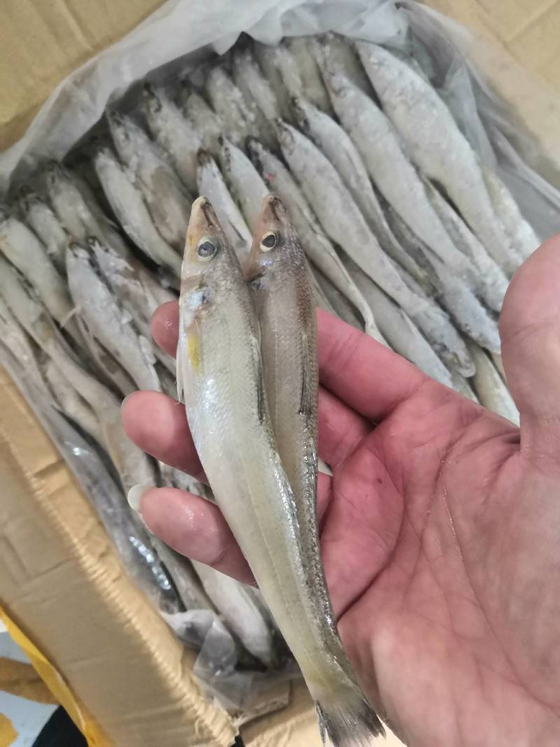 深海船冻沙丁鱼，生煎油炸都好吃，吃饭喝酒的回味菜。